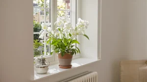 Arrosez vos lys de la paix une fois par mois avec ces deux produits de cuisine et ils se couvrent de fleurs