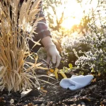 Ce réflexe de paysagistes empêche vos graminées et sauges de finir en paillassons après l’hiver