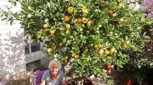 Citronnier : dès le 15 mars, donnez-lui cet ingrédient de cuisine et il va doubler de volume