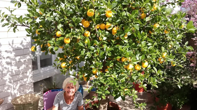 Citronnier : dès le 15 mars, donnez-lui cet ingrédient de cuisine et il va doubler de volume