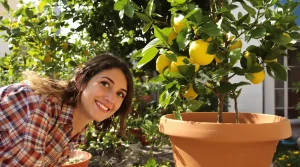 Citronnier : dès le 15 mars, donnez-lui cet ingrédient de cuisine et il va presque doubler de volume