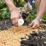 Semis de carottes : la méthode qui évite les racines fourchues et l’éclaircissage pénible