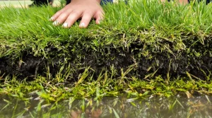 Votre pelouse est envahie de mousse après l’hiver ? Le geste tout simple que les paysagistes utilisent toujours